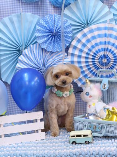 20231122ショコラくん